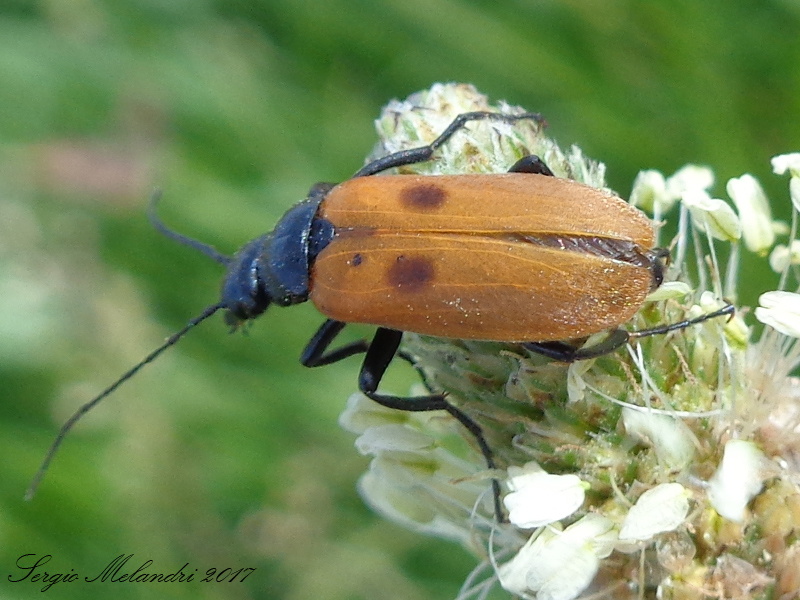 Meloidae - Euzonitis quadrimaculata